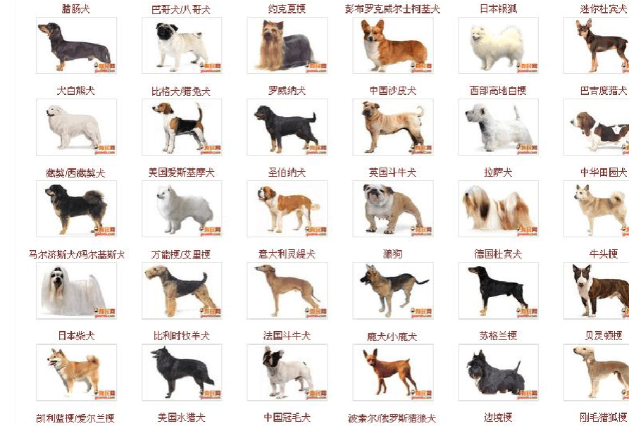 狗狗识别品种软件有哪些_狗狗识别品种软件哪个好_识别狗狗品种软件