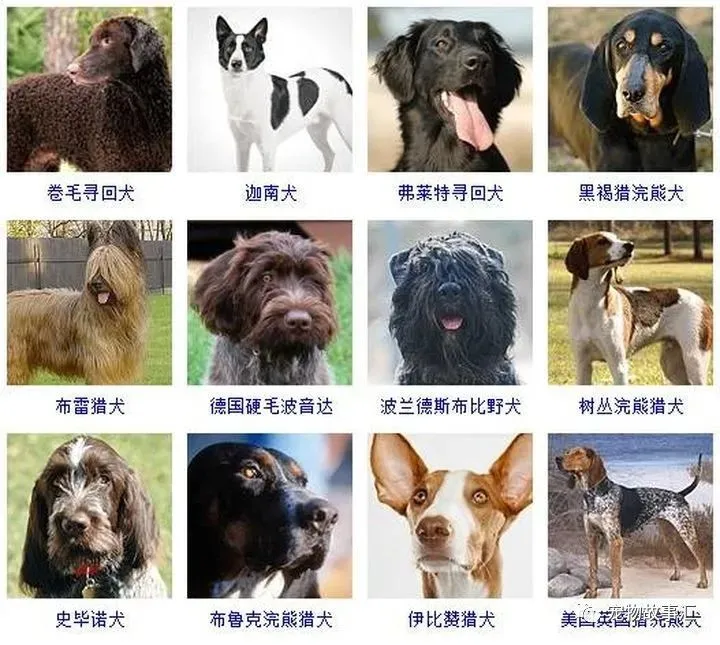 狗狗识别品种软件有哪些_狗狗识别品种软件哪个好_识别狗狗品种软件