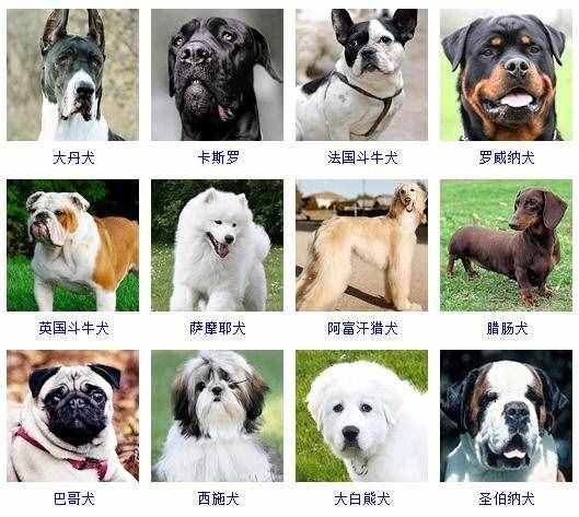 狗狗识别品种软件哪个好_识别狗狗品种软件_狗狗识别品种软件有哪些