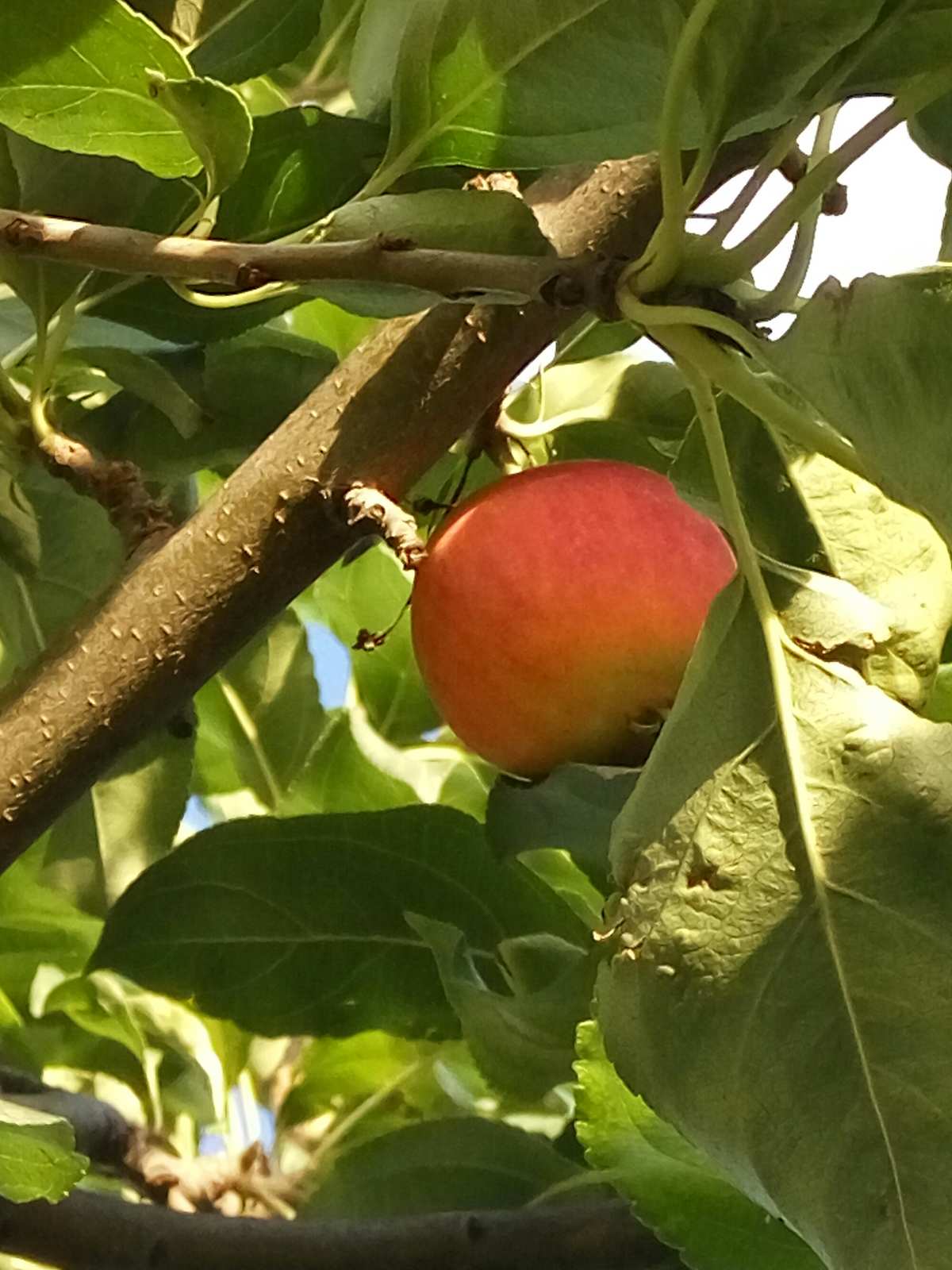外婆的小农院_外婆的小农院_外婆的小农院