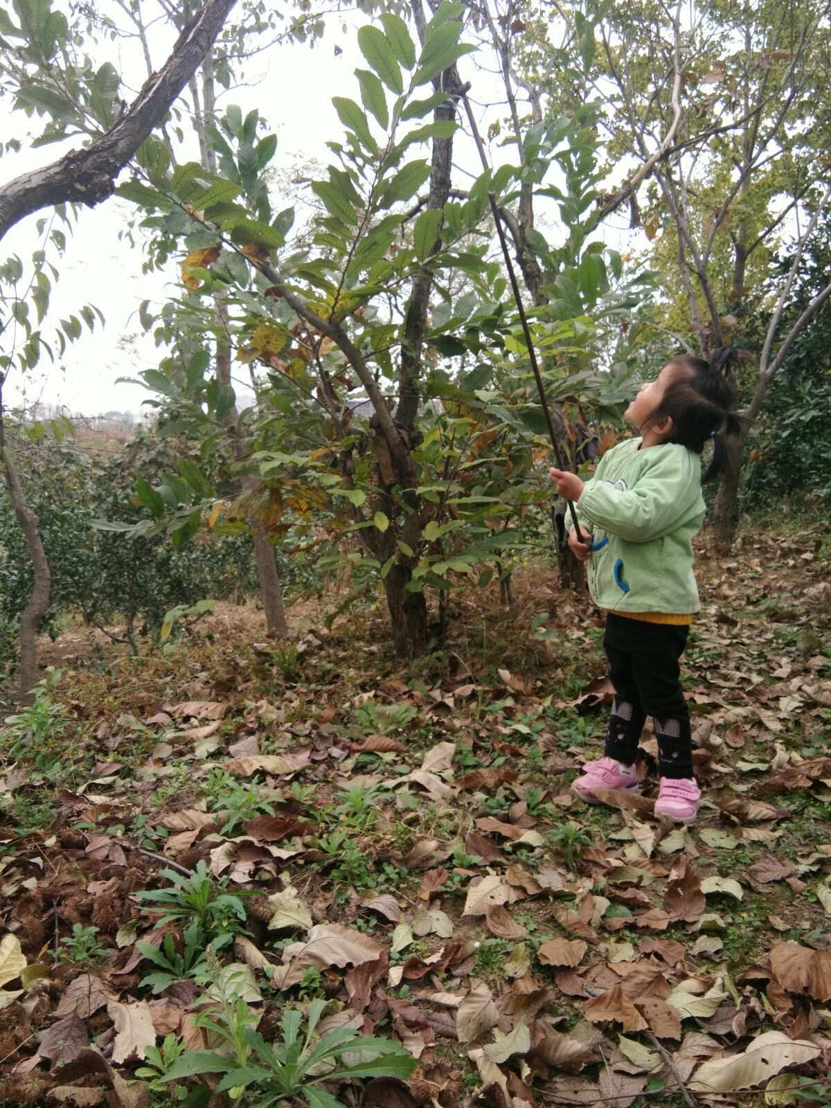 外婆的小农院_外婆的小农院_外婆的小农院