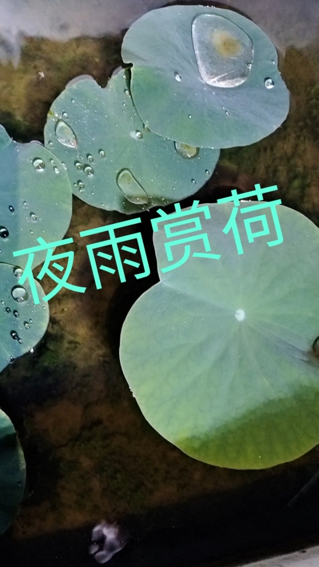 夜雨莹心_夜雨莹心合集_强奸家教帅哥by夜雨莹心下载