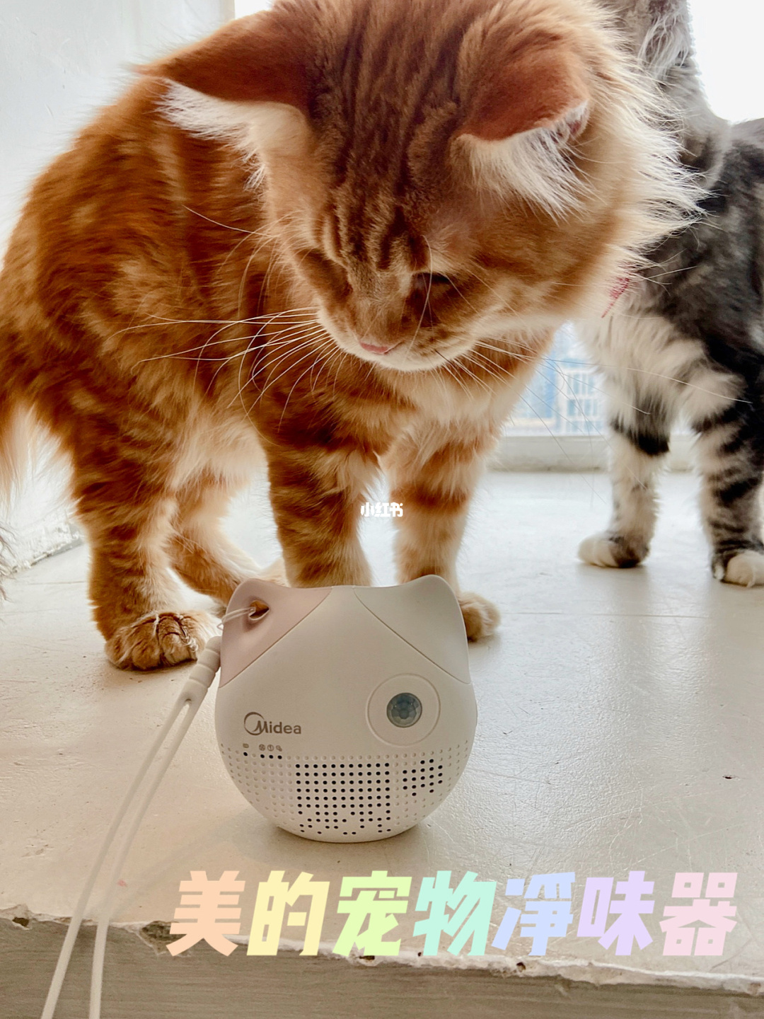 猫语转换器在线转换_把猫语转换成人语的软件_猫语言转换器