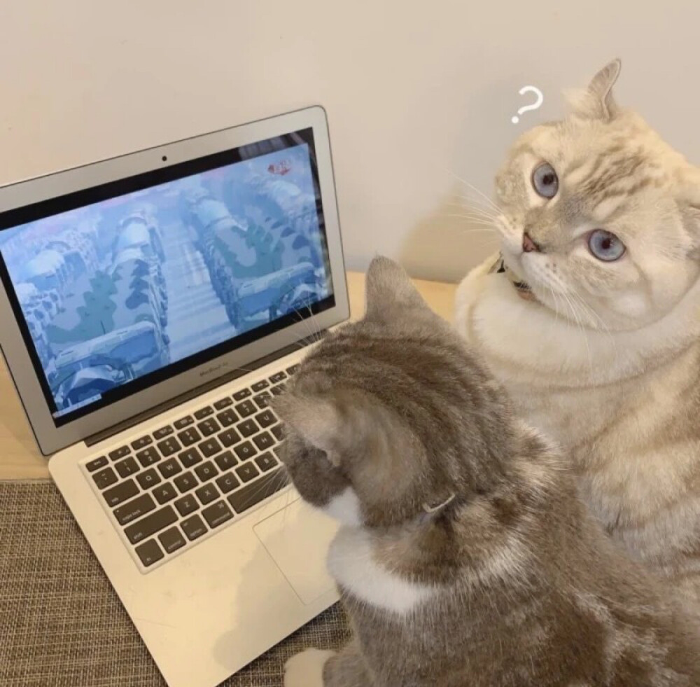 把猫语转换成人语的软件_猫语言转换器_猫语转换器在线转换