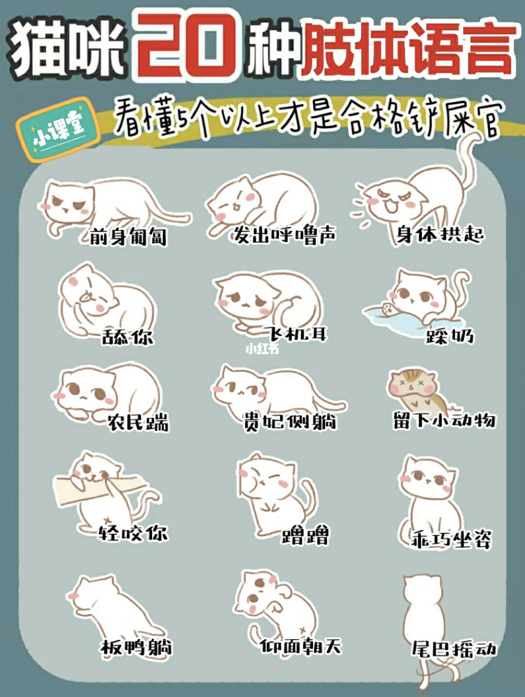 猫语转换器在线转换_把猫语转换成人语的软件_猫语言转换器