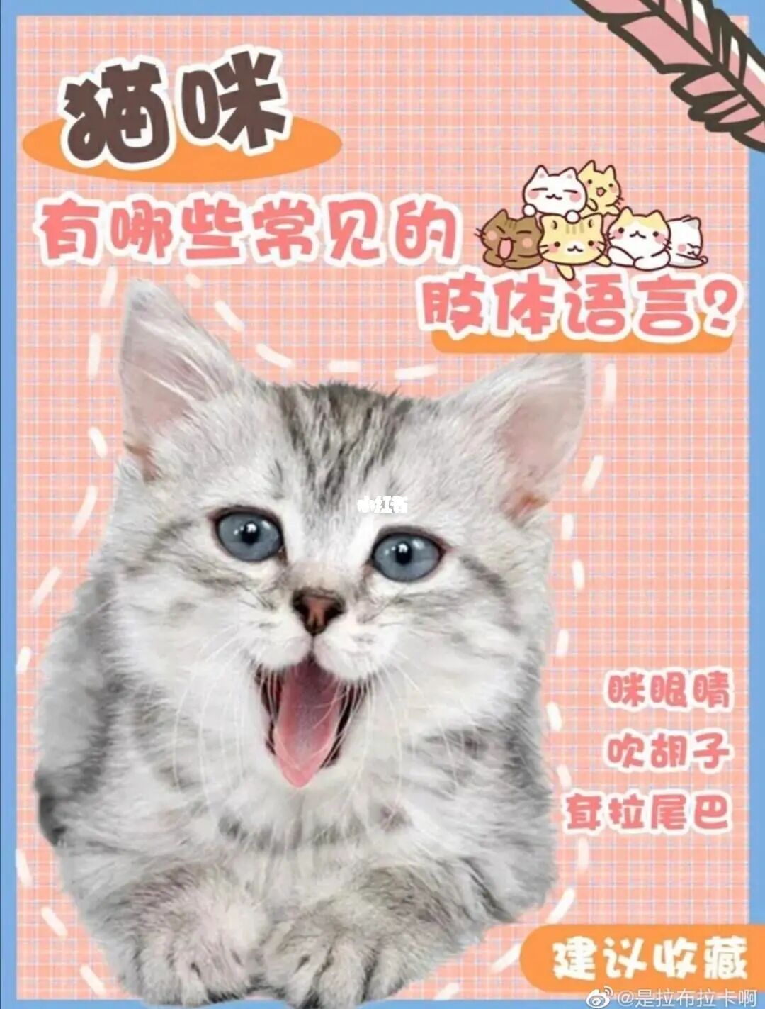 猫语转换器在线转换_把猫语转换成人语的软件_猫语言转换器