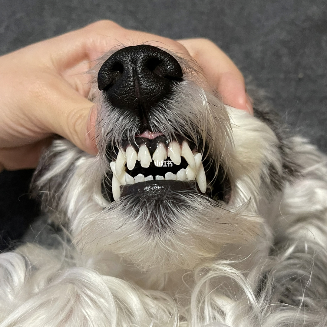 虎牙直播虎牙妹_犬虎牙女面相_虎牙四犬