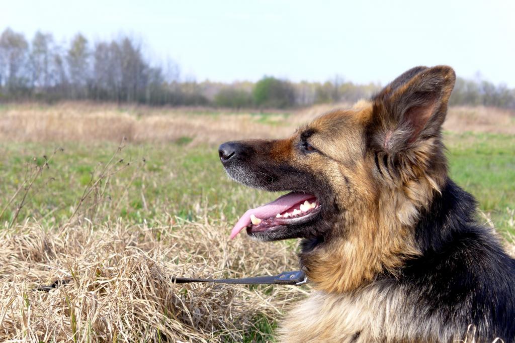 虎牙四犬_犬虎牙女面相_虎牙直播虎牙妹