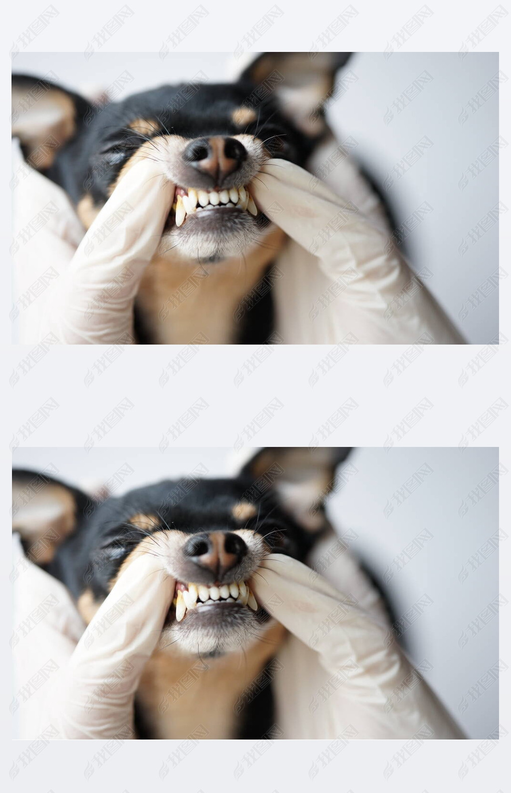 犬虎牙女面相_虎牙四犬_虎牙直播虎牙妹