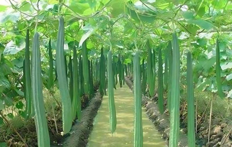 丝瓜app_丝瓜app_丝瓜app