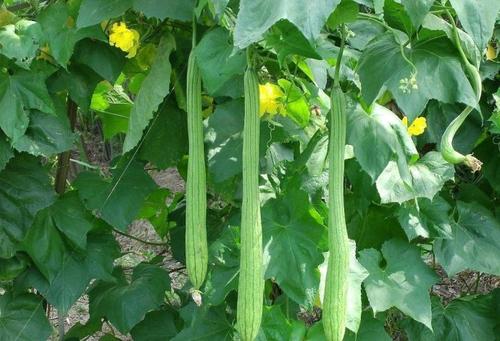 丝瓜app_丝瓜app_丝瓜app