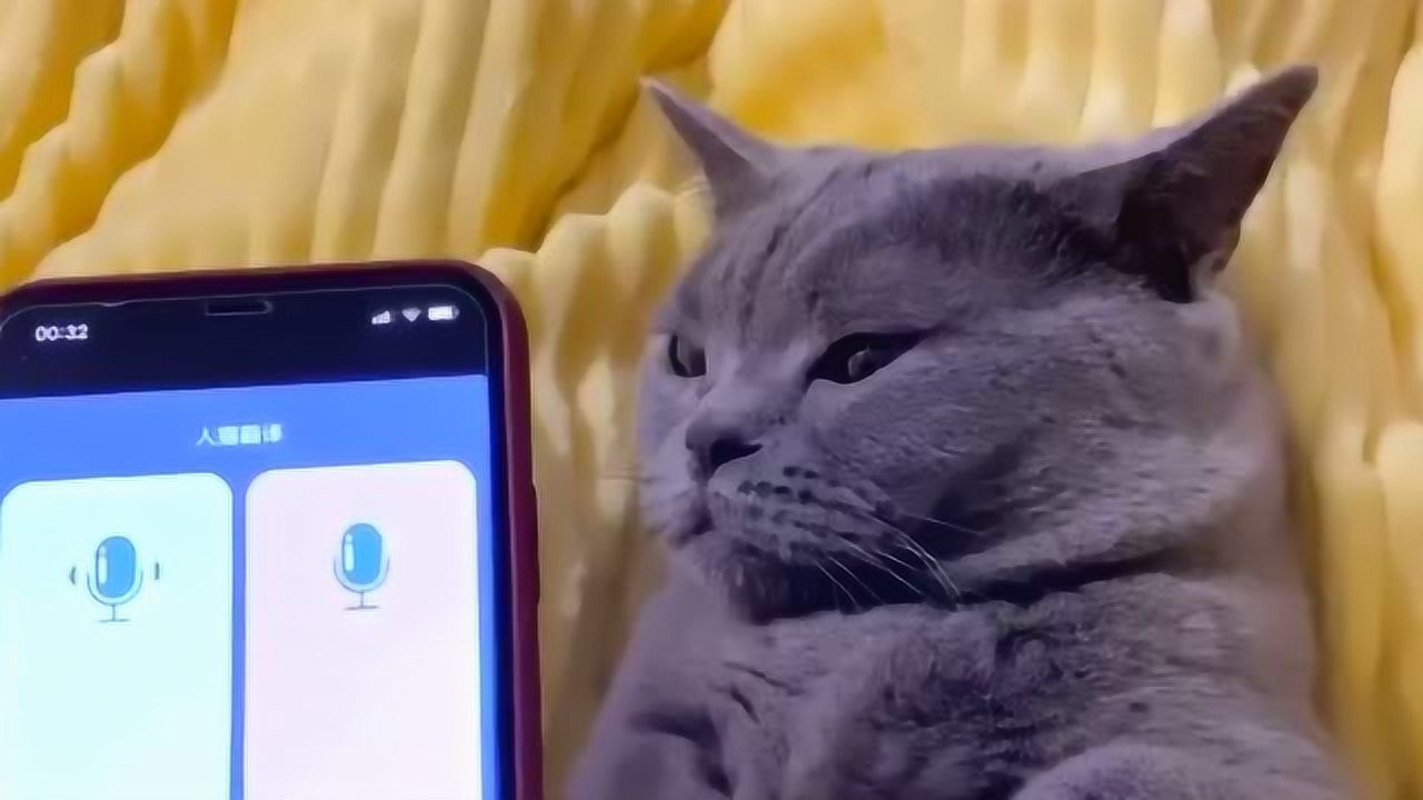 与猫咪对话？在线猫语翻译器现已问世
