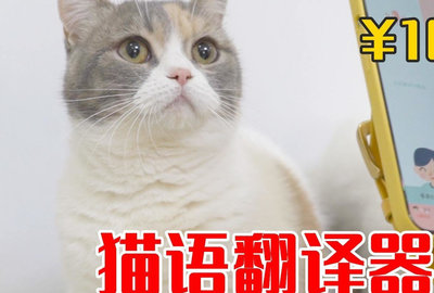 猫翻译器正版_翻译猫_在线猫语翻译器