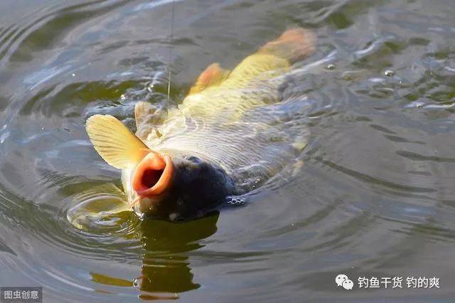 最强钓鱼人钓点都有什么鱼_钓鱼最强人切线什么意思_最强钓鱼人
