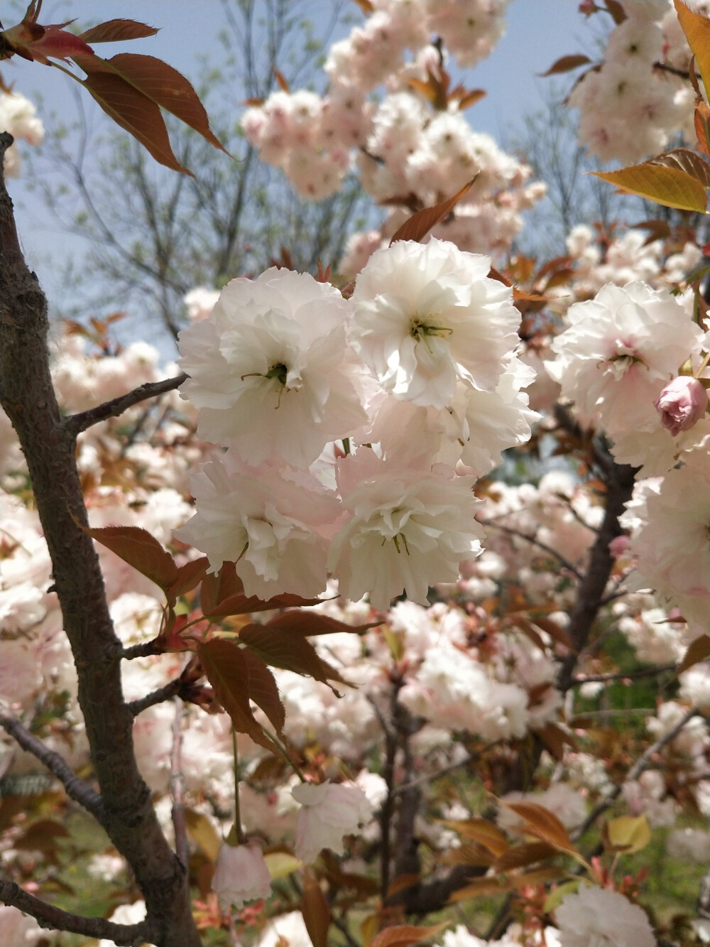 樱花社区_樱花社区_樱花社区