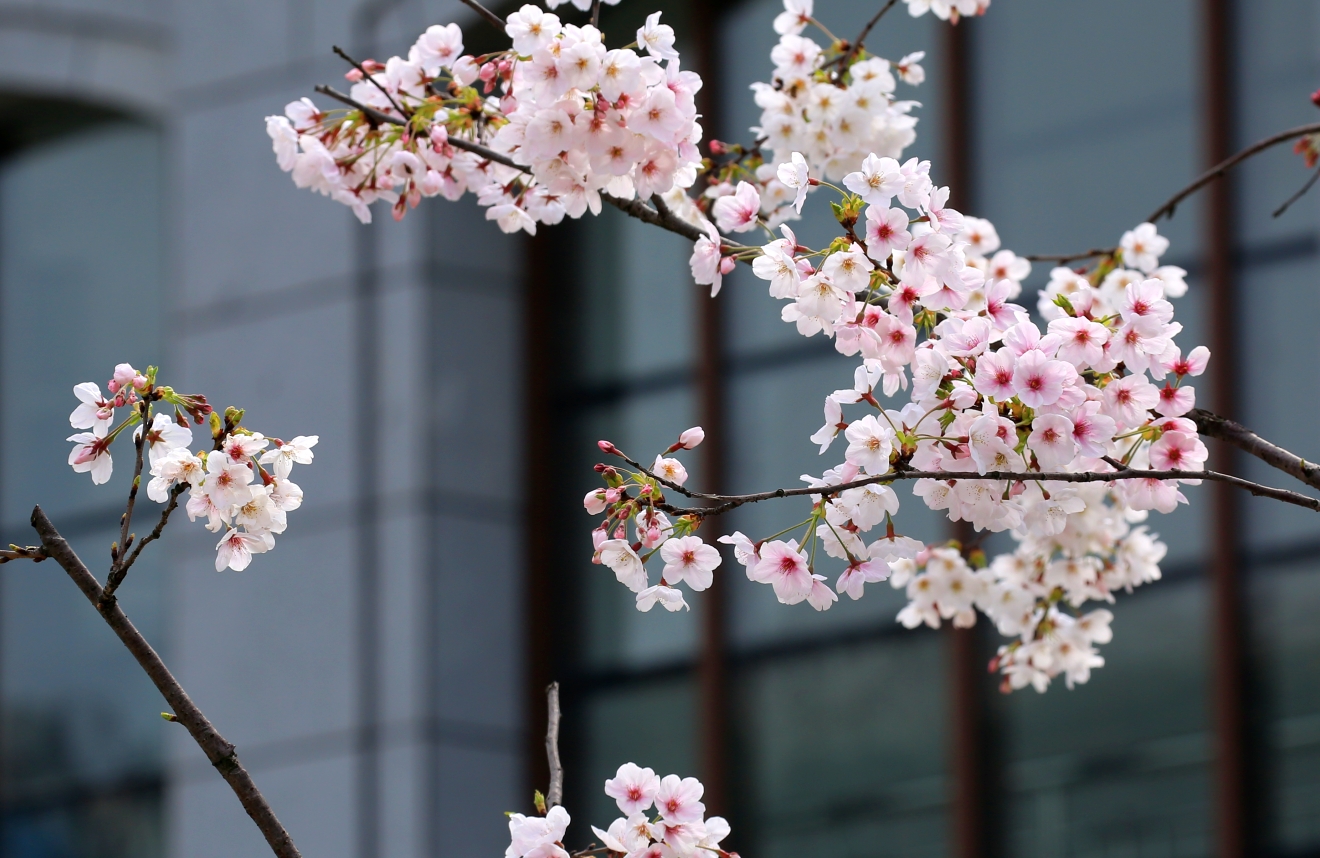 樱花社区_樱花社区_樱花社区