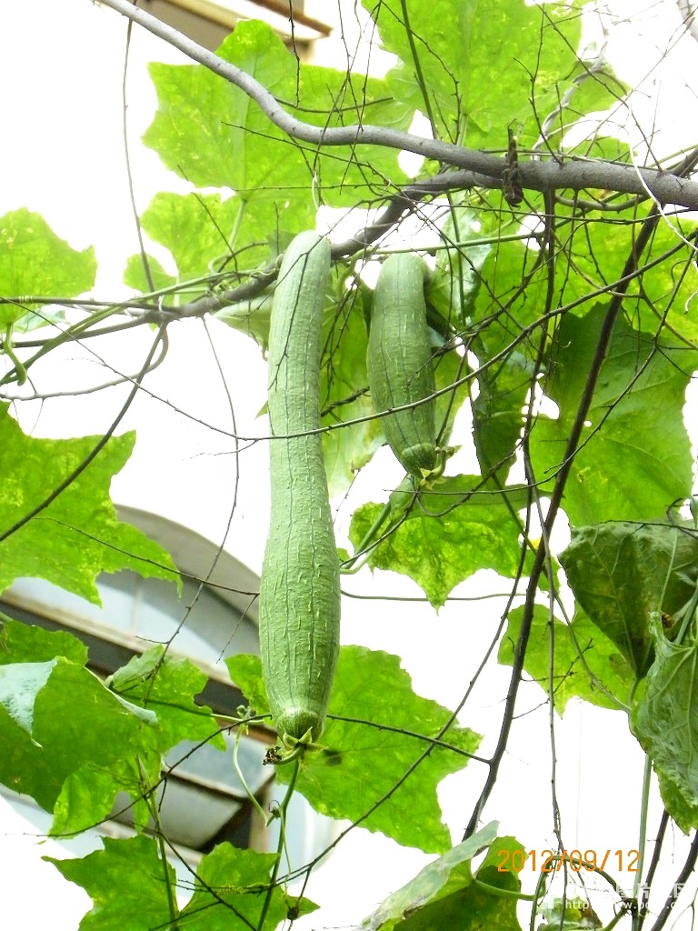 丝瓜栽培高产技术视频_丝瓜视频h_南方丝瓜种植技术视频