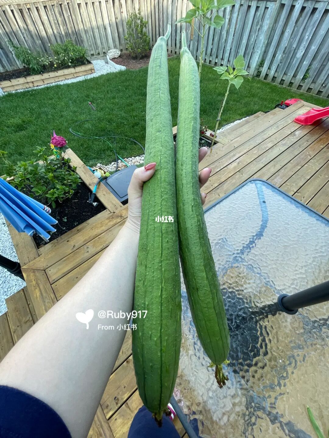 南方丝瓜种植技术视频_丝瓜栽培高产技术视频_丝瓜视频h