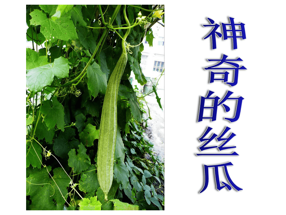 丝瓜视频h_丝瓜栽培高产技术视频_南方丝瓜种植技术视频