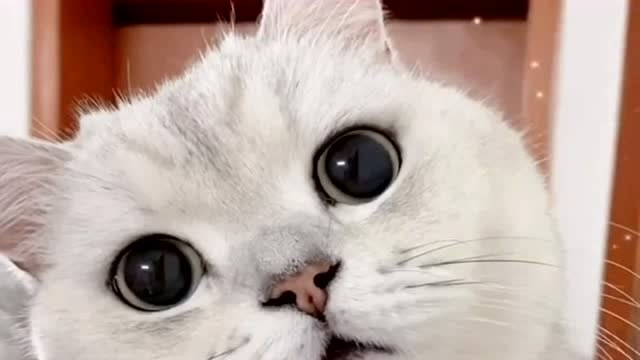 猫咪www免费人成网站登录_猫咪www免费人成网站登录_猫咪www免费人成网站登录