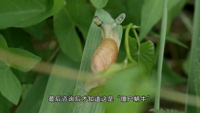 丧尸蜗牛_蜗牛丧尸8阶进阶条件_蜗牛丧尸也是