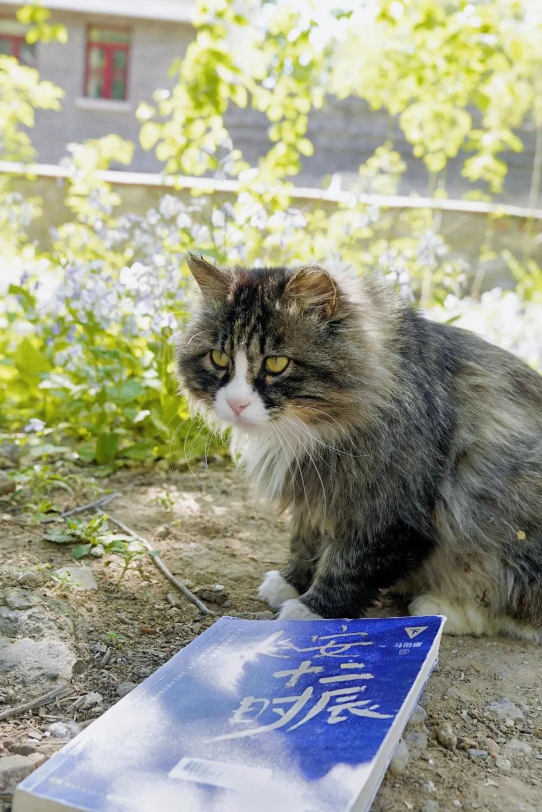 北大猫咪图鉴在哪看_北大猫咪图鉴_北大猫咪图鉴小程序