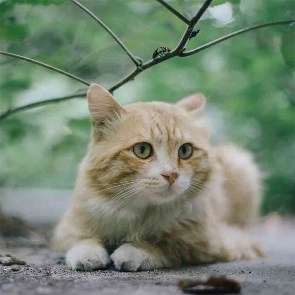 北大猫咪图鉴在哪看_北大猫咪图鉴_北大猫咪图鉴小程序