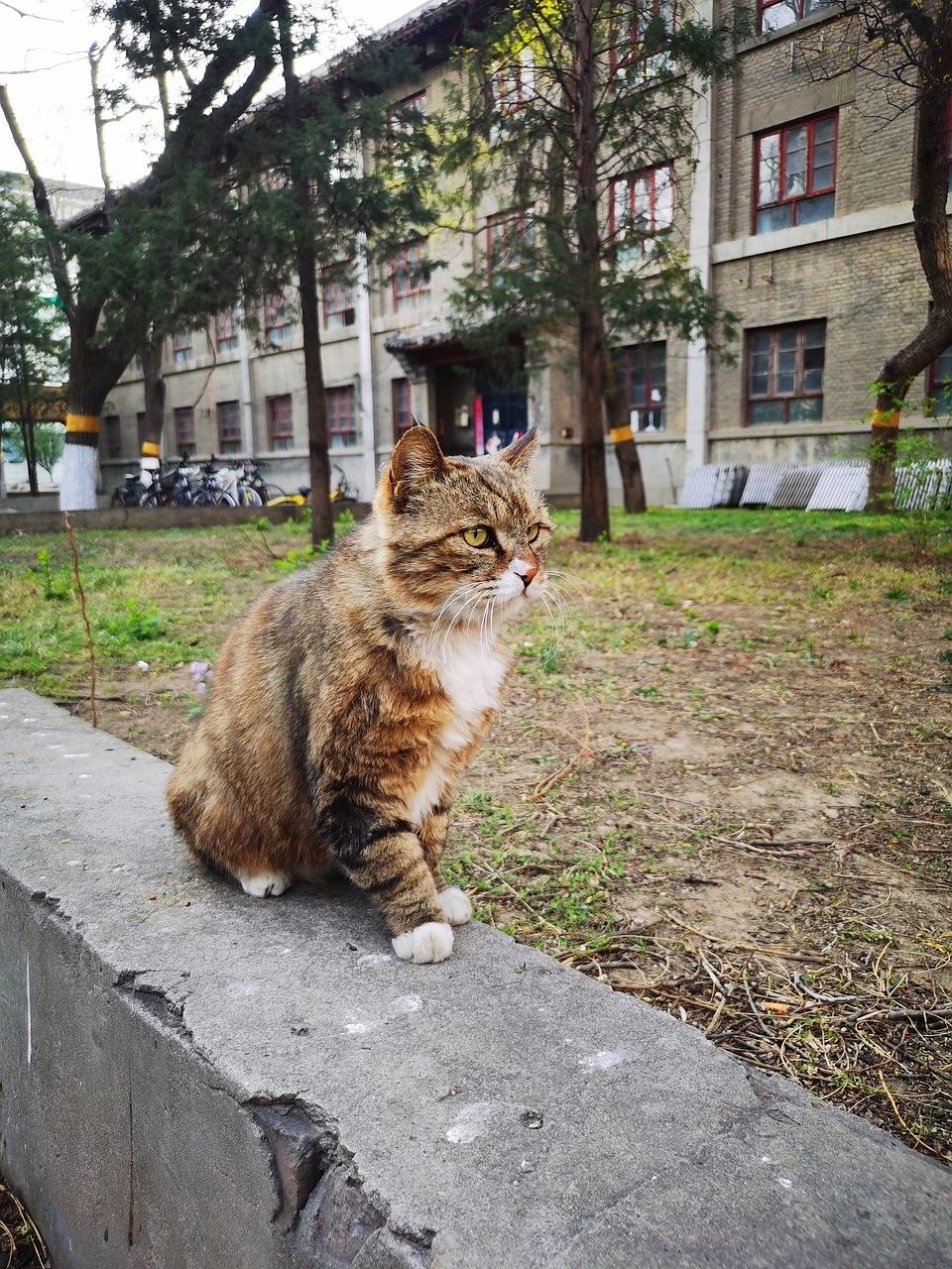 北大猫咪图鉴_北大猫咪图鉴在哪看_北大猫咪图鉴小程序