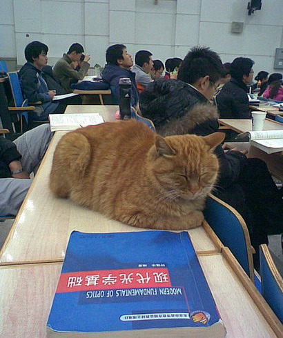 北大猫咪图鉴_北大猫咪图鉴在哪看_北大猫咪图鉴小程序