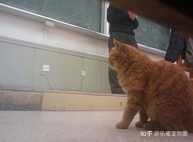 北大猫咪图鉴_北大猫咪图鉴小程序_北大猫咪图鉴在哪看