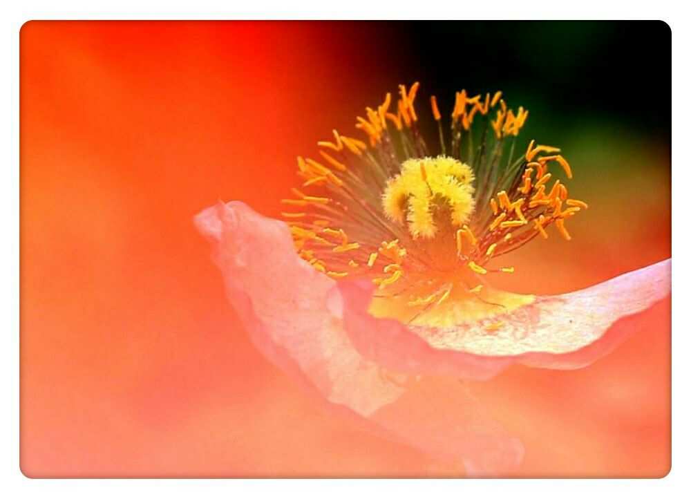 花唇吐露_花唇吐露_花唇吐露