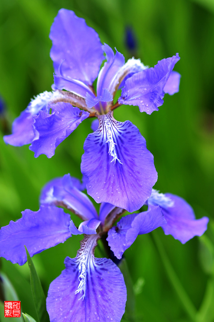 花唇吐露_花唇吐露_花唇吐露