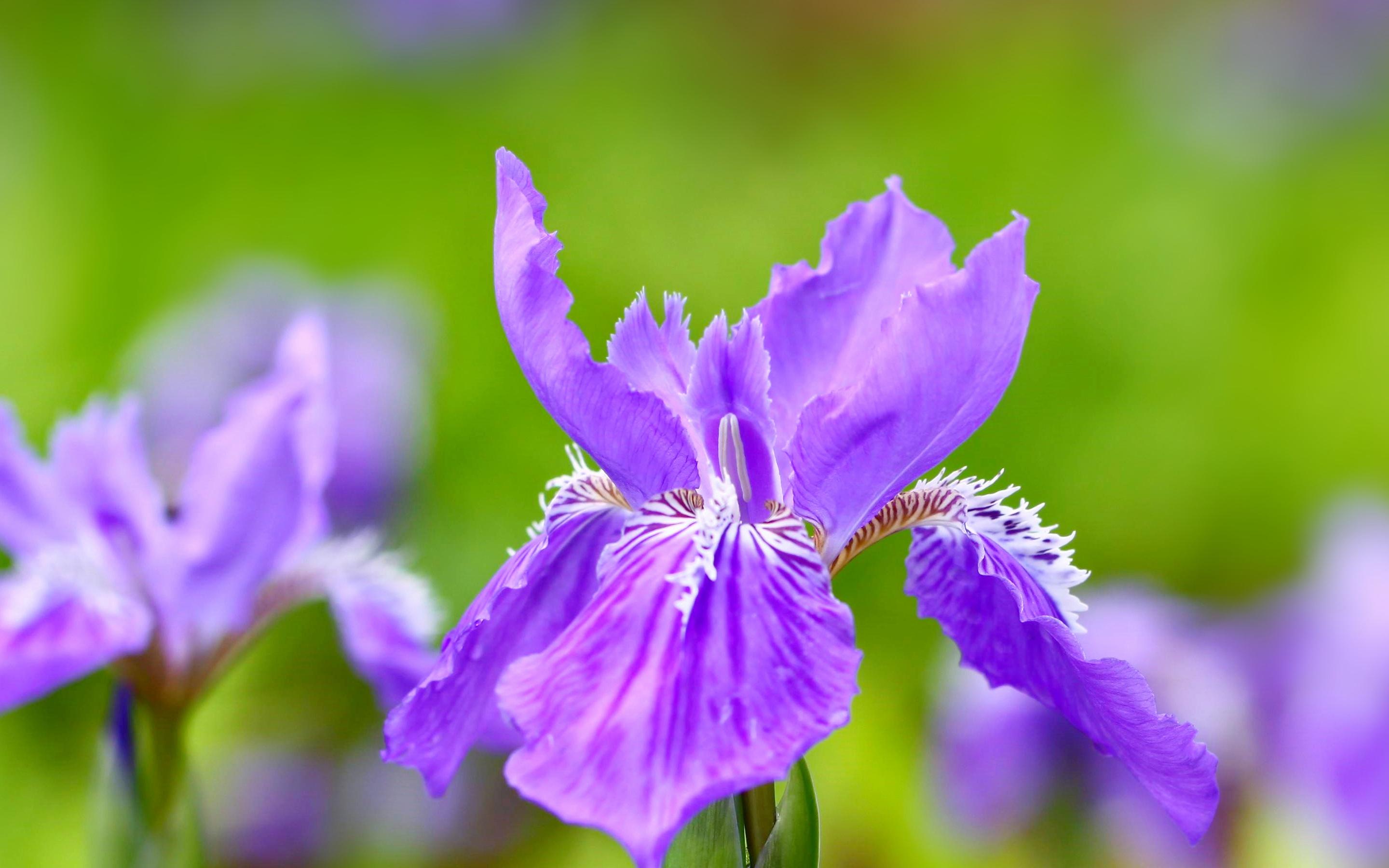 骗骗花分布图_骗骗花分布图_骗骗花分布图