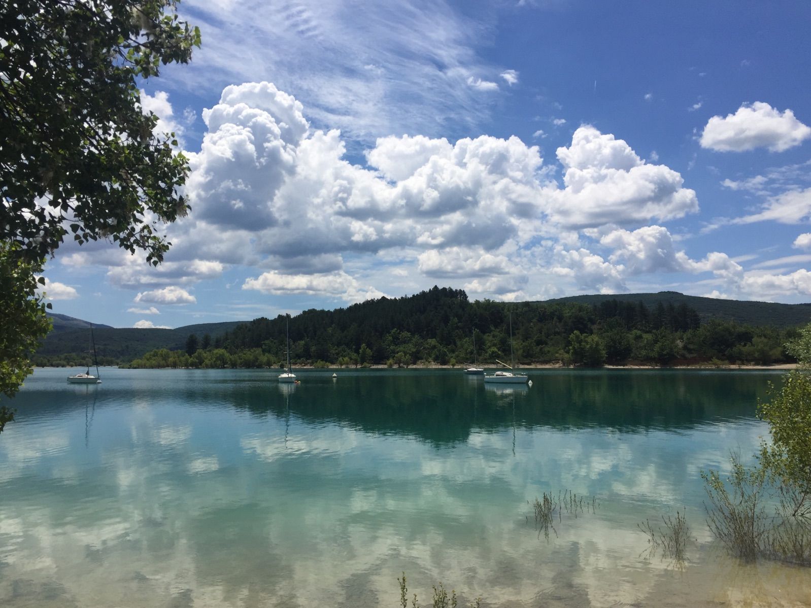 金鱼精_金鱼精的样子_金鱼和草金鱼