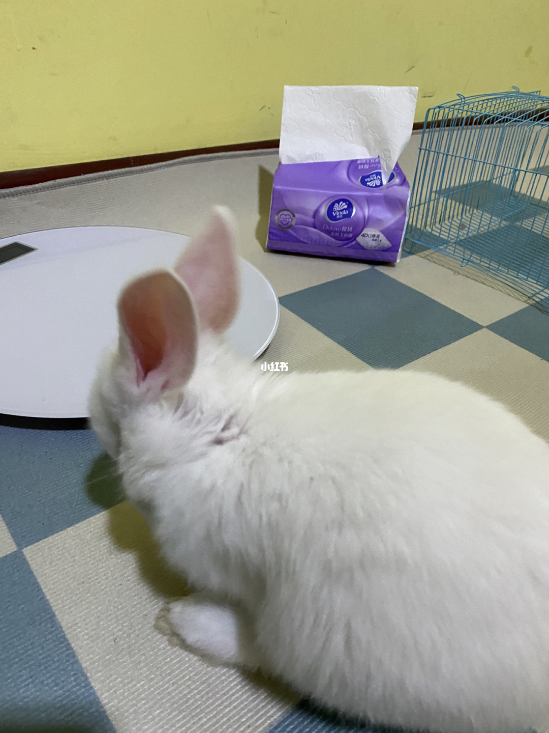 优兔_兔优达产品卖点是什么_兔优达单号查询