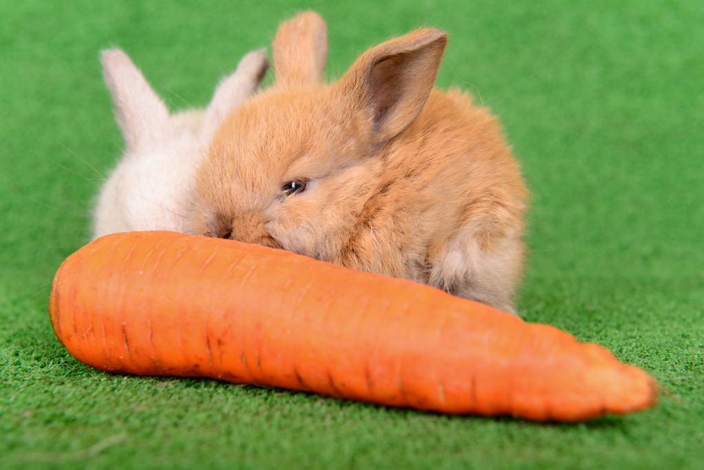 胡萝卜保卫战_萝卜保卫战总策划_小游戏萝卜保卫战