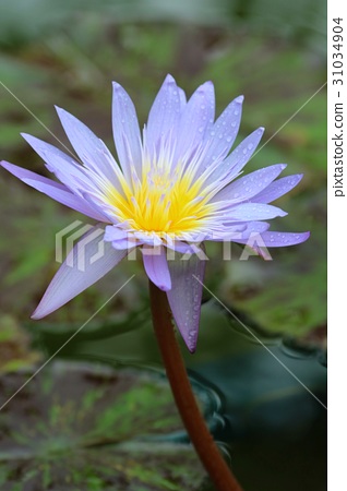 睡火莲多少钱一朵花_睡火莲_睡火莲花语