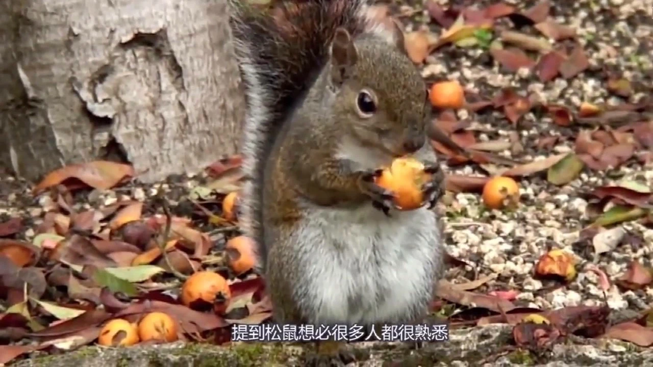 大自然的怀抱：小松鼠视频，触动心灵