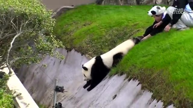 猫星人大对决！色小妹在线视频揭秘熊猫宝宝的日常奇闻