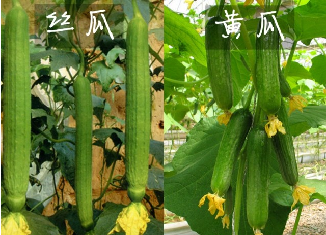 美食盛宴，瓜果飘香