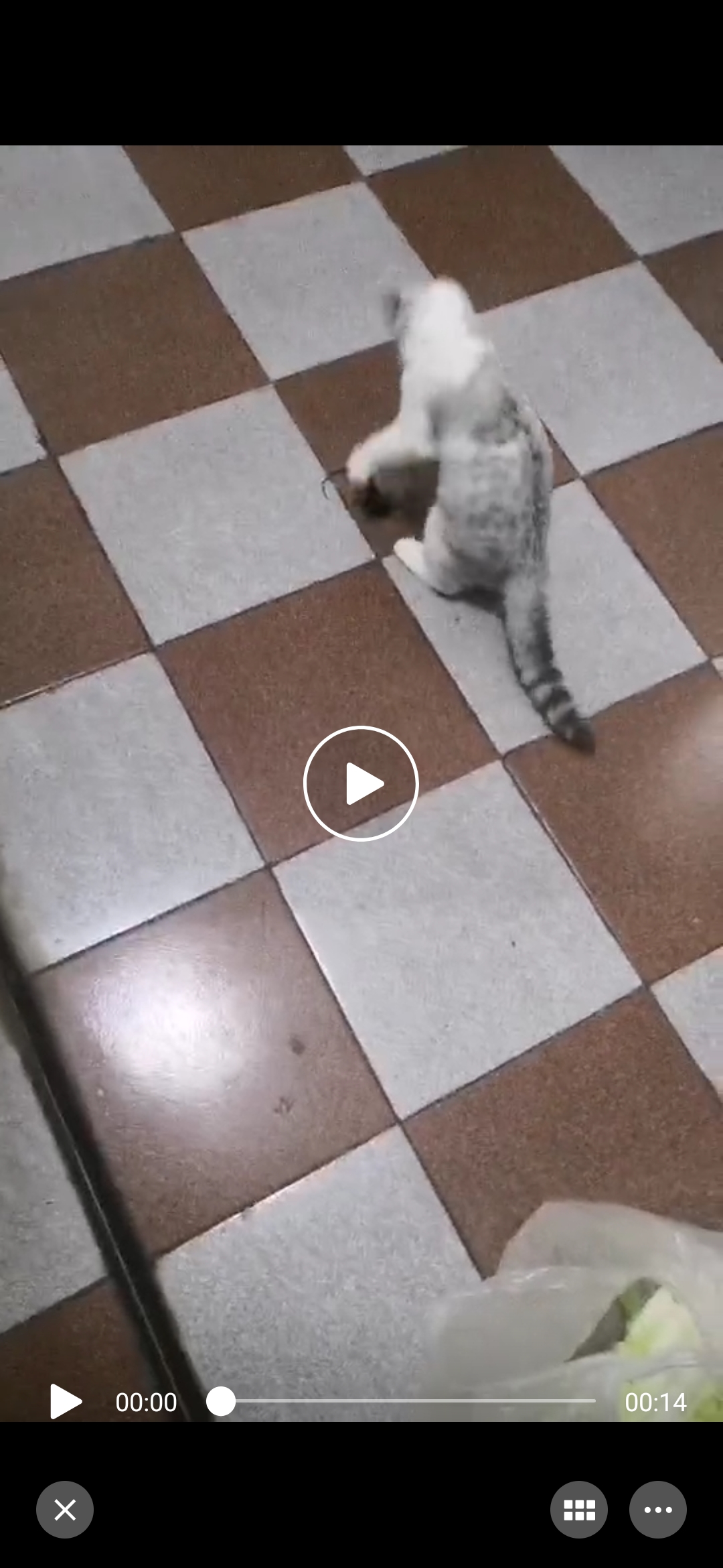 猫咪躲躲：第一局开始