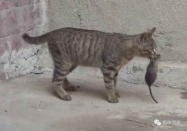 躲猫猫游戏_躲猫猫游戏怎么玩_躲猫猫游戏csgo