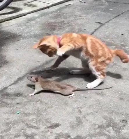 躲猫猫游戏csgo_躲猫猫游戏_躲猫猫游戏怎么玩