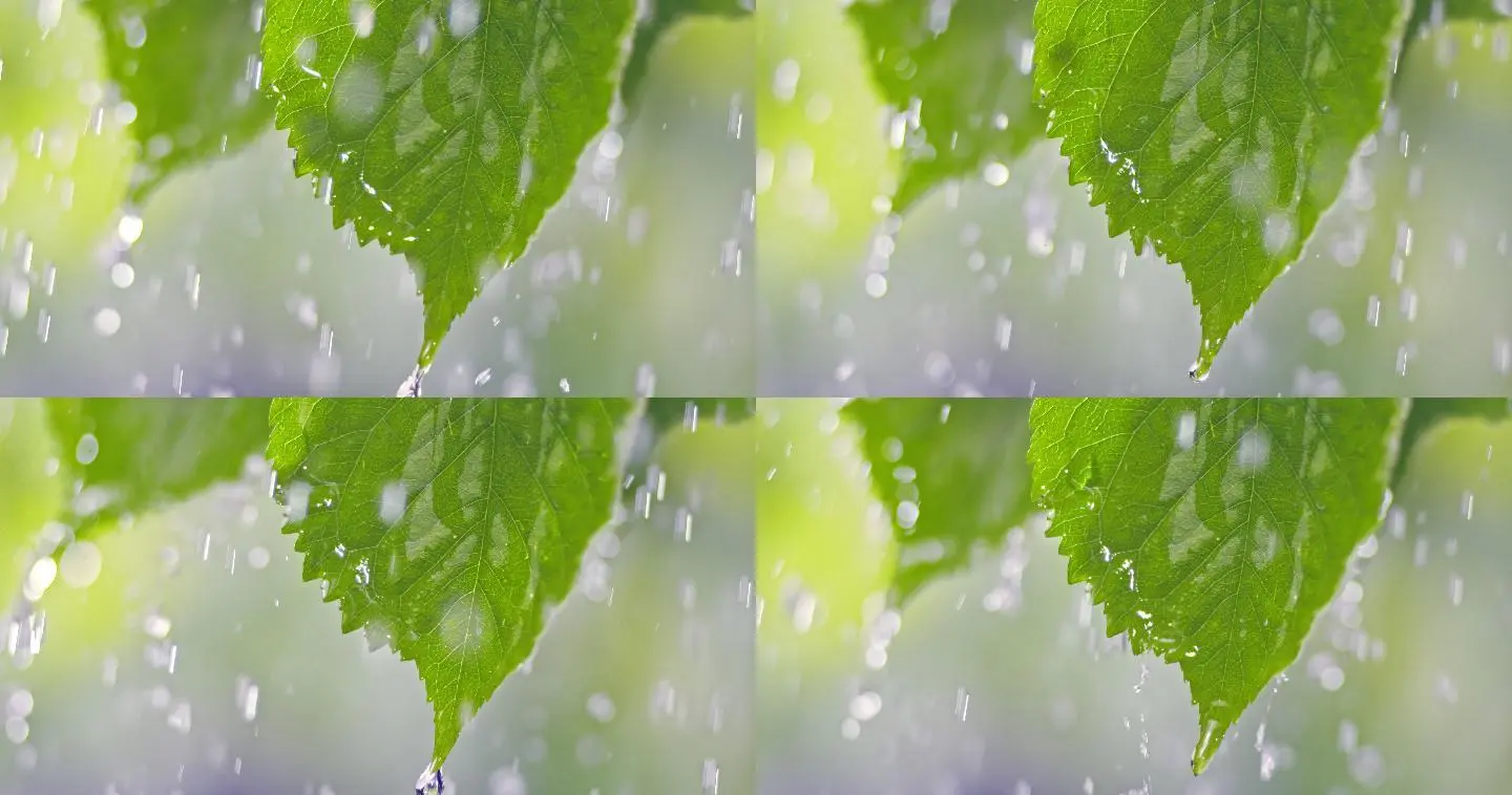一字一下_雨打一字_雨一字开花