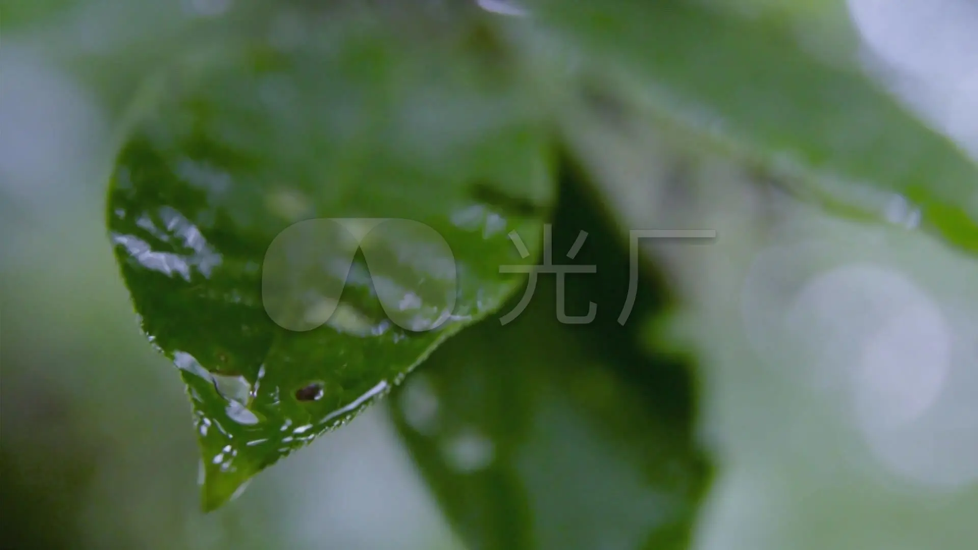 雨一字开花_一字一下_雨打一字