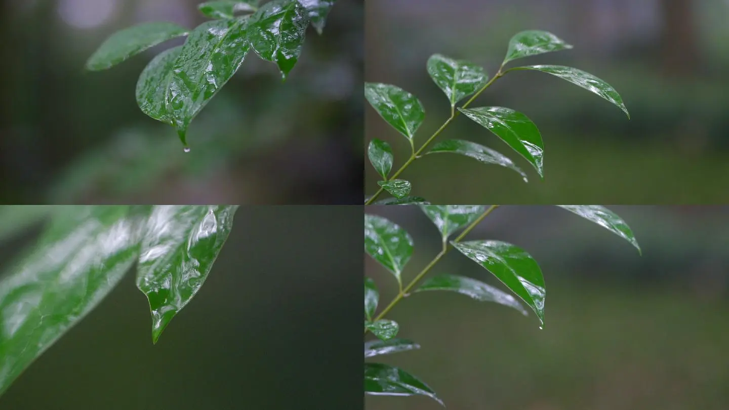 一字一下_雨打一字_雨一字开花