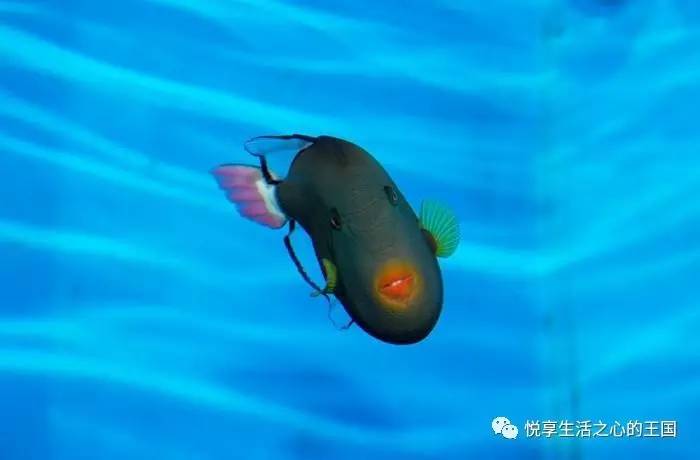 惊喜揭秘：我为何自称‘泰坦扳机鱼’？