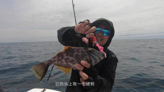 泰坦扳机鱼_泰坦扳机鱼有毒吗_泰坦扳机鱼攻击人视频