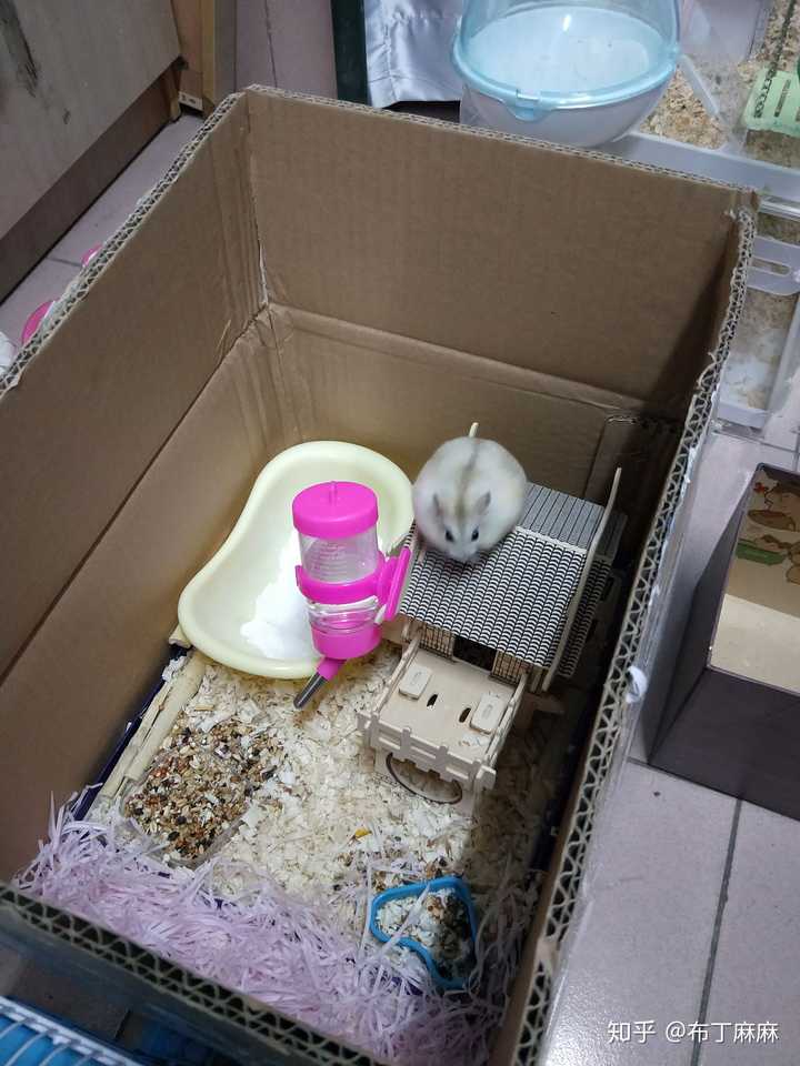 下载仓鼠小岛_仓鼠小岛手机自带游戏软件_播放小仓鼠手游