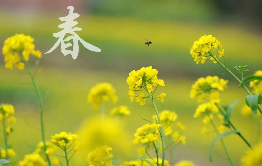 节气立春是最早的春节吗_二十四节气立春_节气立春是什么意思
